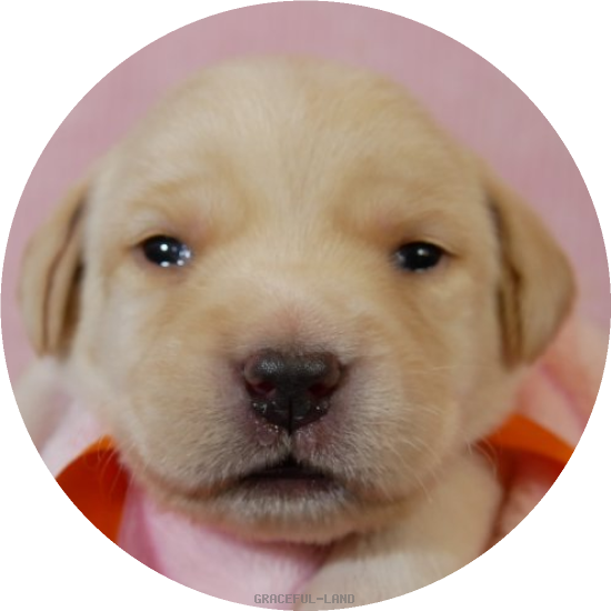 英国ラブラドールの子犬(A child of エルダー & タミー) 英国ラブラドールの子犬